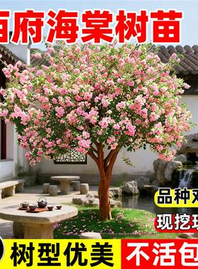 西府海棠树苗庭院地栽高杆垂丝海棠花四季开花耐寒植物南北方种植