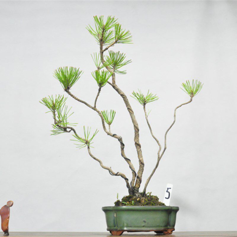 黄山松小品观赏盆景造型室内阳台好养盆栽微型绿植物老桩一物一拍