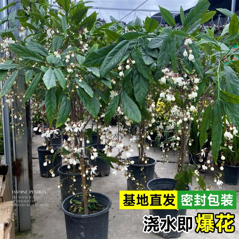 垂丝茉莉盆栽带花苞吊兰垂吊植物四季开花室内外风车茉莉绿植花卉