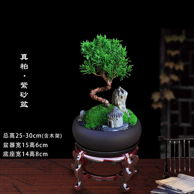 济州真柏桌面造型盆景庭院客厅四季常青花卉好养绿植观叶茶室盆栽