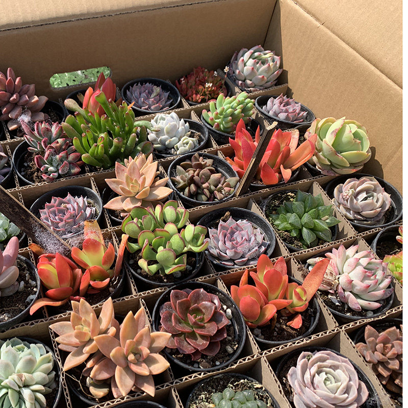 云南精品大棚多肉植物拼箱70棵混搭包邮带盆土整桩发货小多肉盆栽
