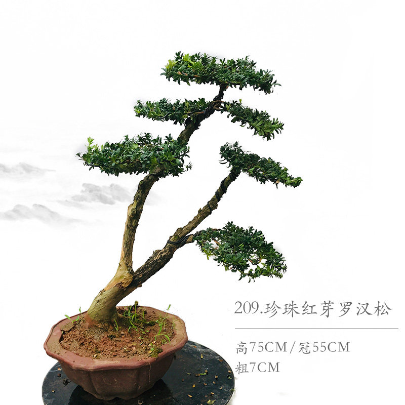 罗汉松盆景   雀舌 米叶 珍珠红芽罗汉松 室内盆栽 大型庭院盆景