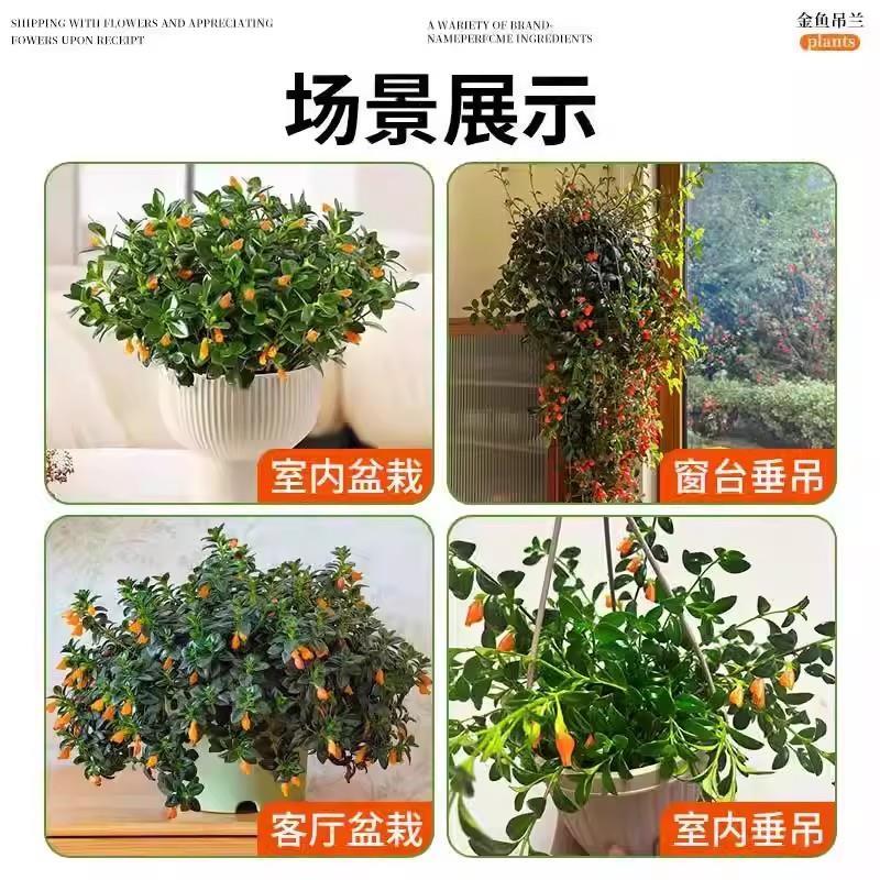 金鱼吊兰盆栽花卉绿植物四季常青开花室内阳台客厅摆件好养