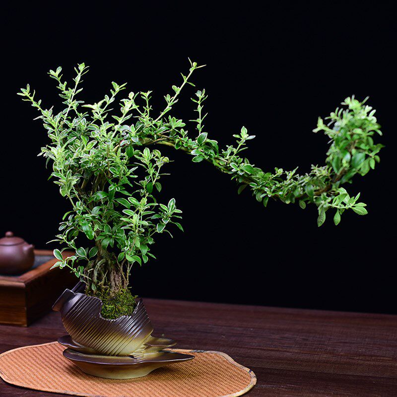 飘枝提跟六月雪盆景绿植室内植物观赏造型盆栽书房茶室办公好养