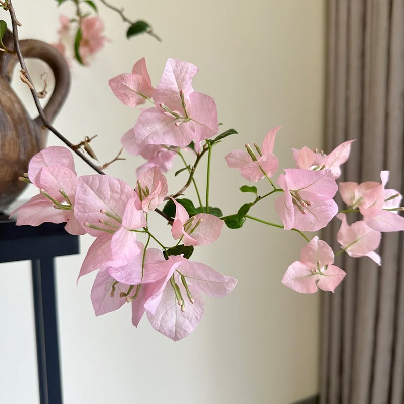 三角梅盆栽带花室内客厅绿植桌面植物重瓣四季开花绿樱盆景老桩小