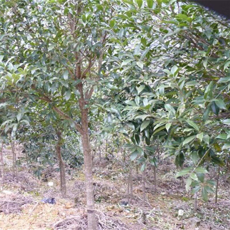 【一物一拍】桂花树苗金桂丹桂流苏嫁接庭院盆栽树形花树