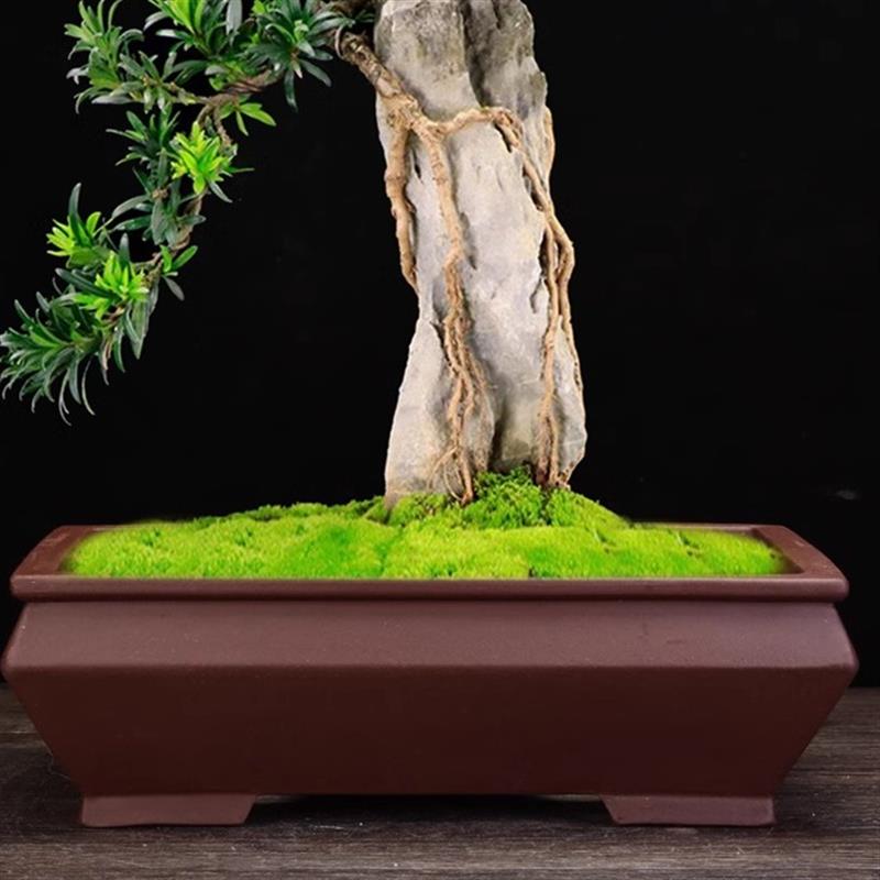 紫砂花盆精品手工长方形马槽客厅桌面盆景榕树文竹室内造景中国风