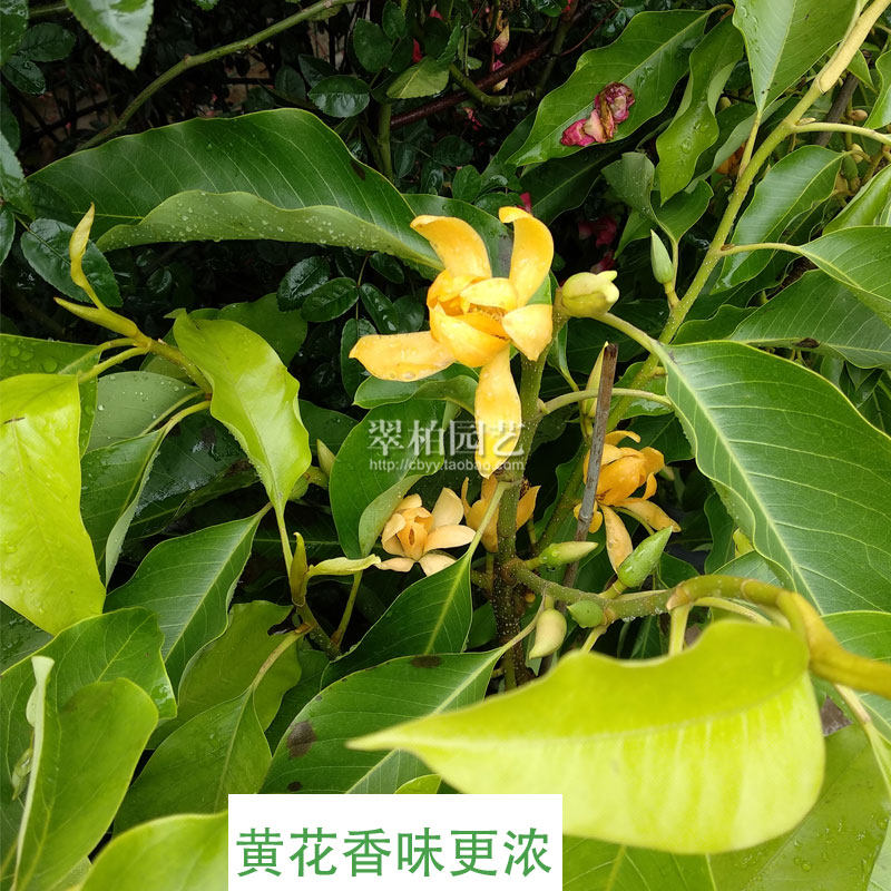 黄桷兰/黄果兰/黄角兰/白兰花树苗/绿植盆栽花卉/庭院阳台/限重庆