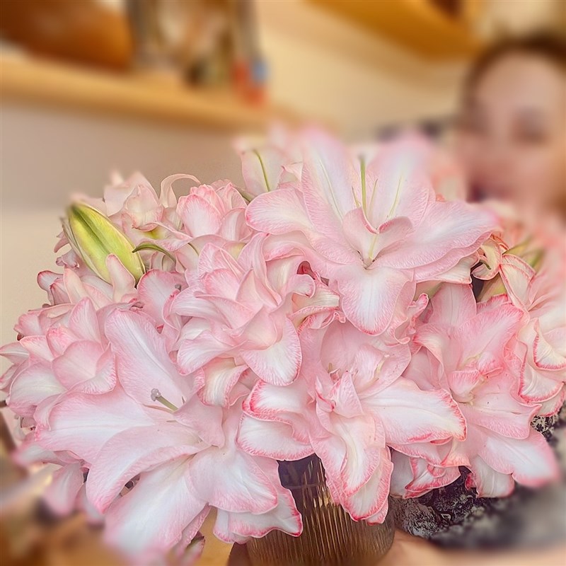 引进复色花边重瓣百合冰美人全店鲜花任意两束顺风航空包邮鲜切花