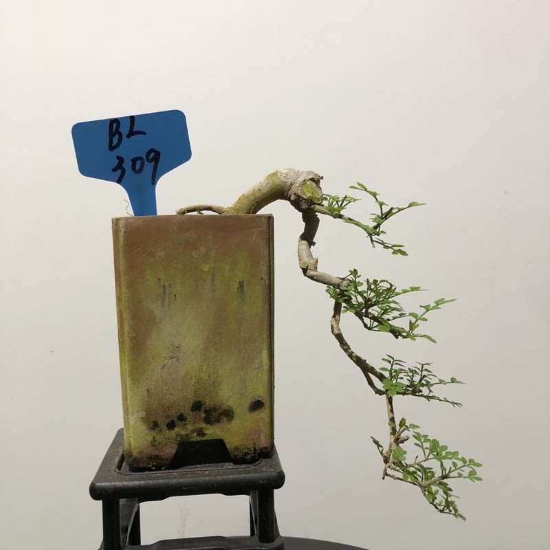 小叶对节白蜡盆景老桩造型文人树悬崖好养树桩矮霸临水提根艺阳台