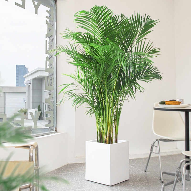 散尾葵盆栽凤尾竹好养大颗办公室客厅落地绿植真花卉室内大型植物
