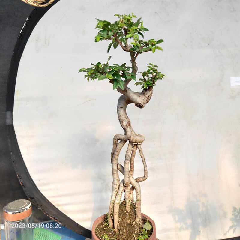 榆树盆景小叶榔榆高提根绿植盆栽榆钱树疙瘩阳台庭院茶几耐寒喜阳
