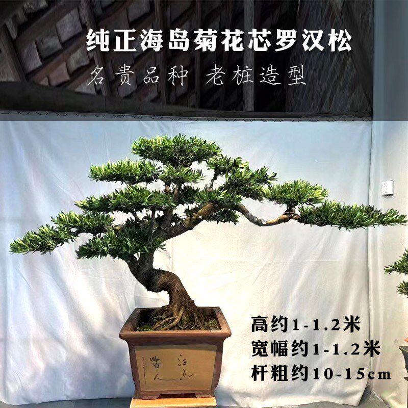高端罗汉松盆景真树海岛菊花心台湾金钻迎客松造型老桩大型庭院