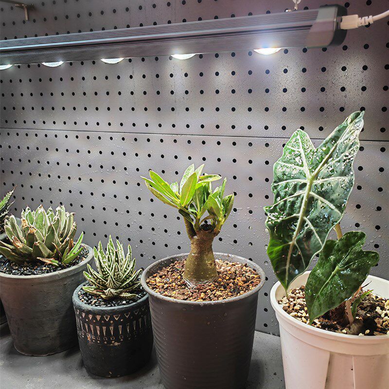 绿植生长灯块根龙舌兰鹿角蕨热植全光谱彷太阳光灯长条植物补光灯