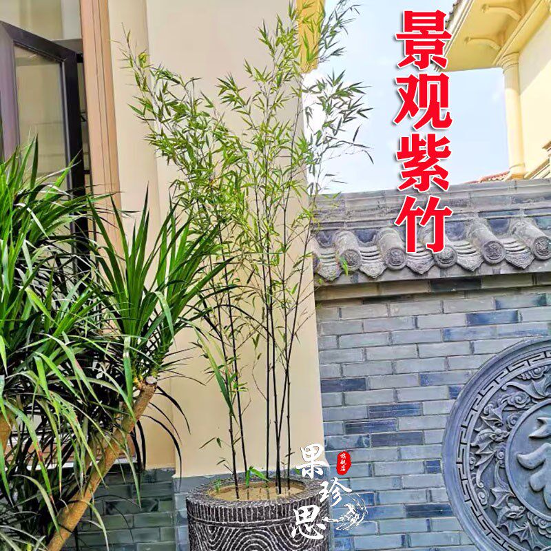 四季常青名贵紫竹苗竹子苗庭院户外耐寒竹苗景观竹黑杆竹观赏竹子