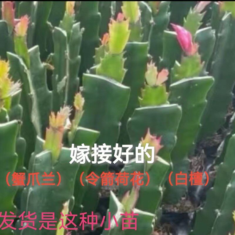 嫁接好的蟹爪兰蟹爪莲白檀令箭荷花小苗花卉绿植叶片爆芽室内阳台