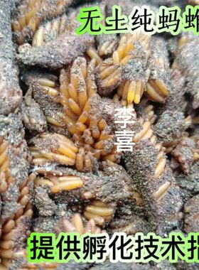无土膨化蚂蚱纯卵东亚飞蝗种苗蚱蜢卵发育好的蚂蚱卵出苗率高孵化