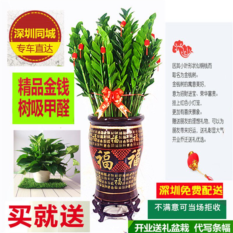 金钱树盆栽大绿植物花卉吸甲醛室内公司开业乔迁送礼深圳新品包邮