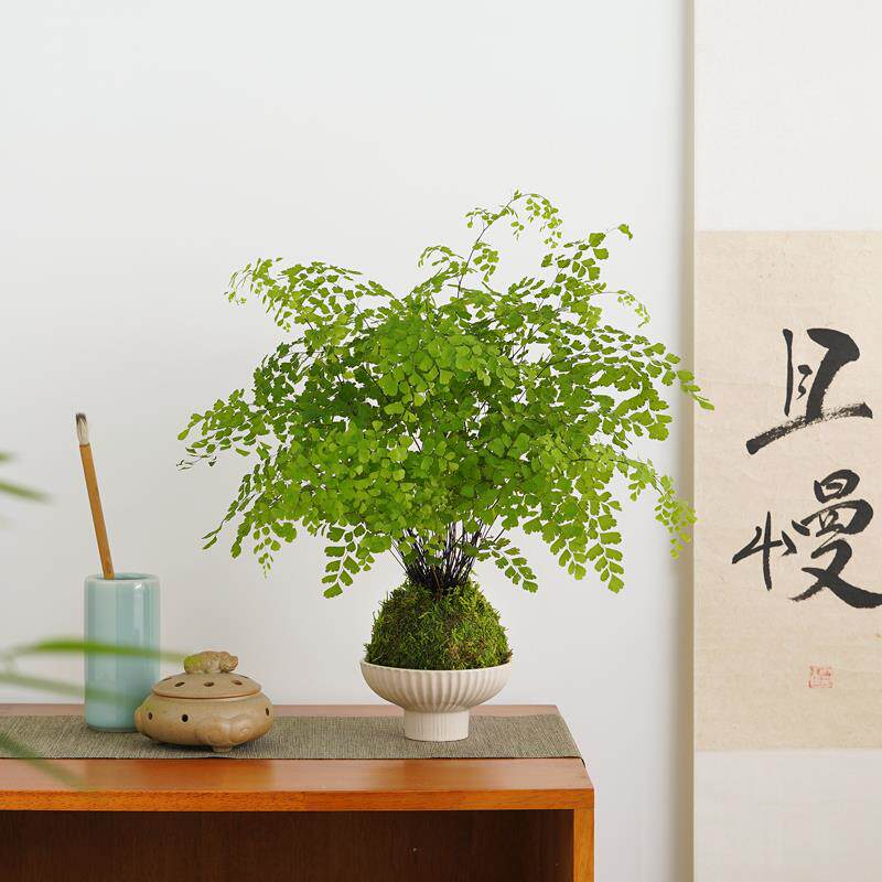 铁线蕨禄植盆栽客厅绿植凤尾蕨铁丝草室内耐阴蕨类植物