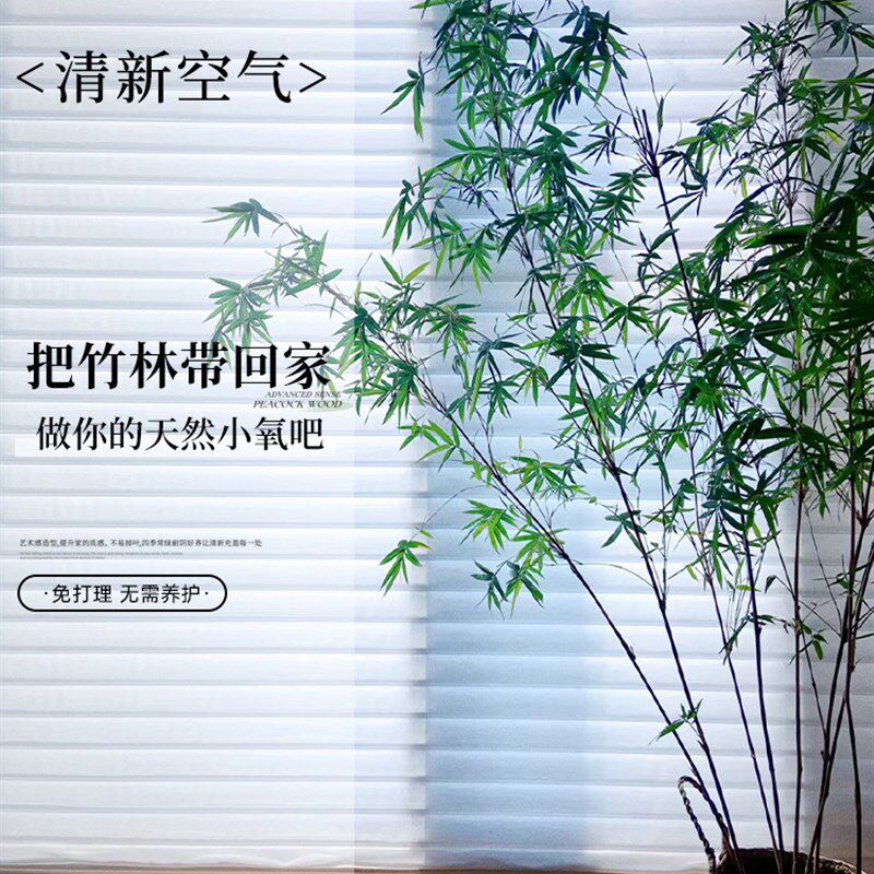 竹子盆栽室内大型绿植好养活四季客厅景观植物书房禅意盆景花卉树