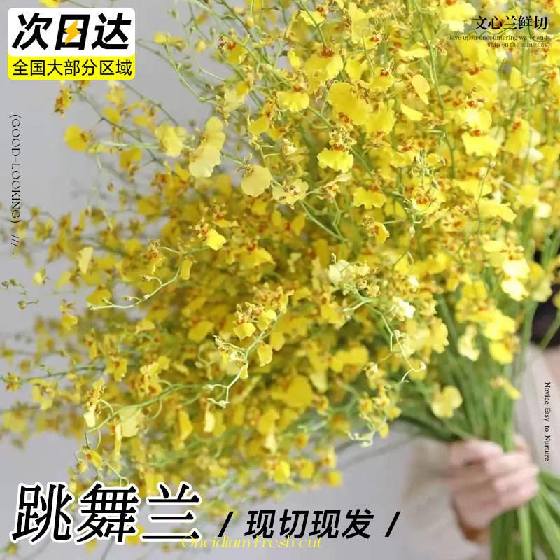 文心兰跳舞兰鲜花鲜切花水培带花苞水养插花新年花卉真花云南直发