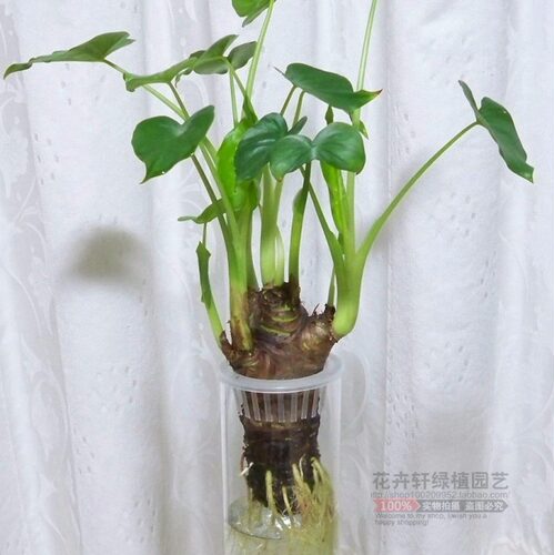 水培绿植植物室内桌面花卉盆栽滴水观音水养绿叶千手观音好养新鲜