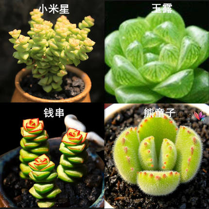 多肉植物精品不重复花卉绿植组合盆栽新手套餐室内好养易活四季花