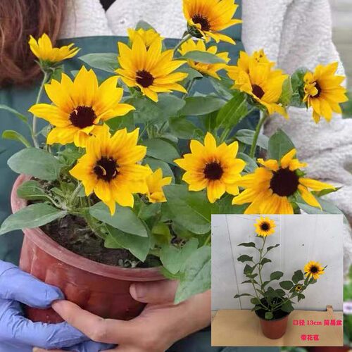 超级向日葵花 光辉岁月 持续开花阳台庭院花卉 植物盆栽