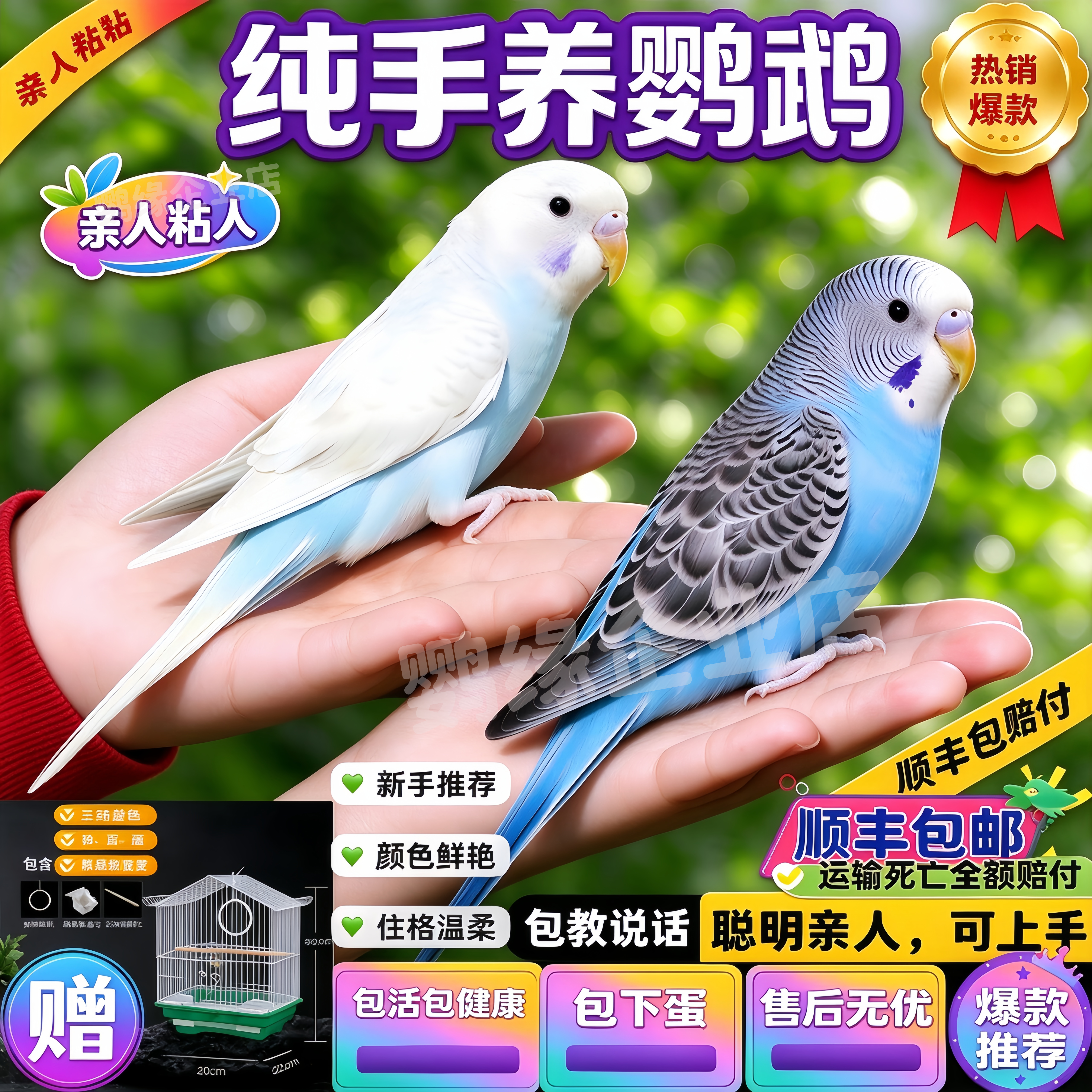 纯手养 能说话人工繁育虎皮鹦鹉亲人粘人观赏宠物鸟 健康幼鸟鸟笼