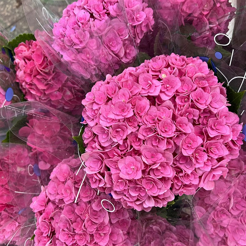 季节新品弗洛伊德色系蜜糖红重瓣绣球鲜花插花水养云南直发送花