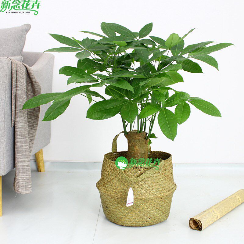 新念 新品套餐组合室内植物虎皮兰琴叶榕北欧风绿植花卉盆栽