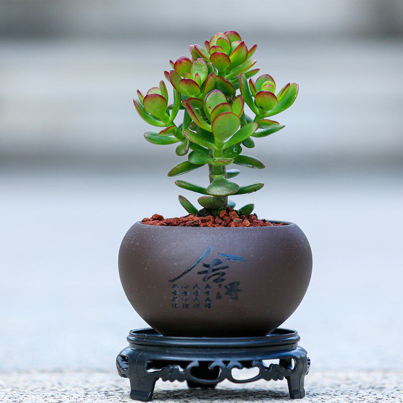 姬红花月盆栽小叶玉树多肉植物耐旱易养活桌面盆景室内办公室绿植