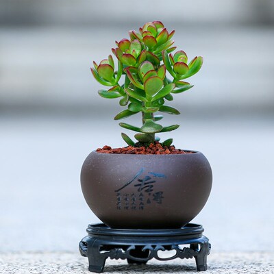 姬红花月盆栽小叶玉树多肉植物耐旱易养活桌面盆景室内办公室绿植