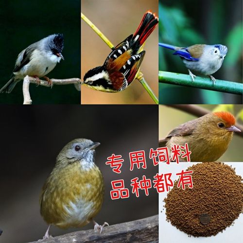 鹛科鸟食饲料鸟粮爱叫白腹幽鹛红头穗鹛火尾希鹛500克川绣杨哥