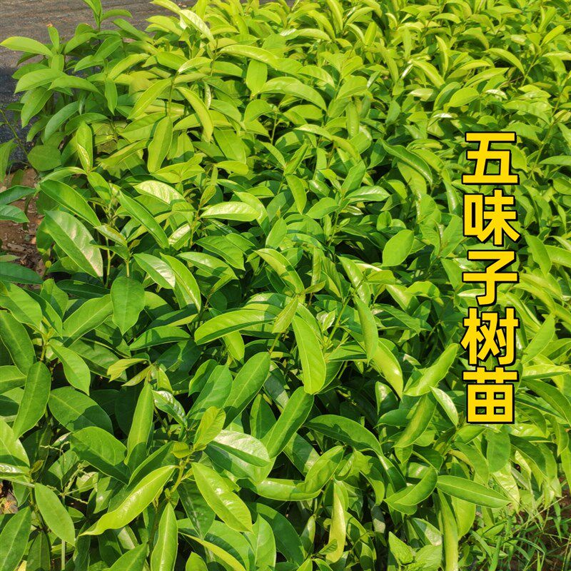五味子树苗果可食用泡酒南五味子苗名贵庭院阳台绿化苗木药用植物图片