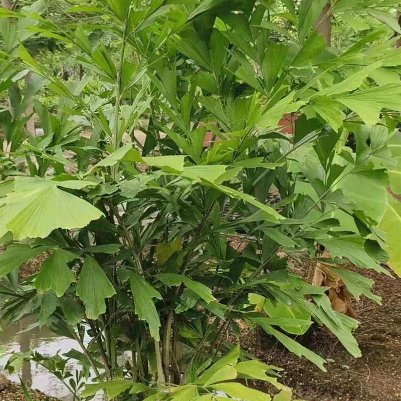 鱼尾葵盆栽大型室内好养绿植办公室客厅阳台庭院花园四季常青植物