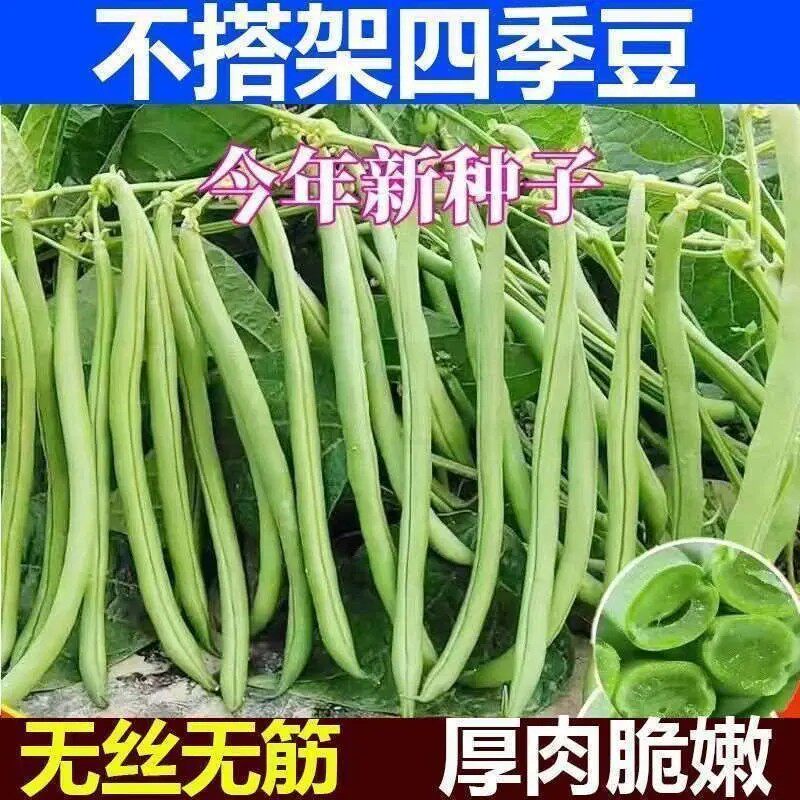 【无架四季豆种子】早熟高产无需搭架筋无丝家庭菜园好种植蔬菜PX