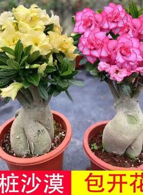 【下单立减50】沙漠玫瑰花观花植物耐热耐旱四季开花室内绿植ZP