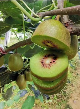【下单立减50】猕猴桃树苗红肉黄心公母同株当年结果南北方种植WZ