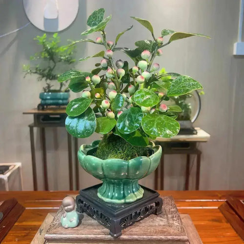 【下单立减50】小盼菩提禅意带花盆绿植盆栽中式室内客厅好养WZ