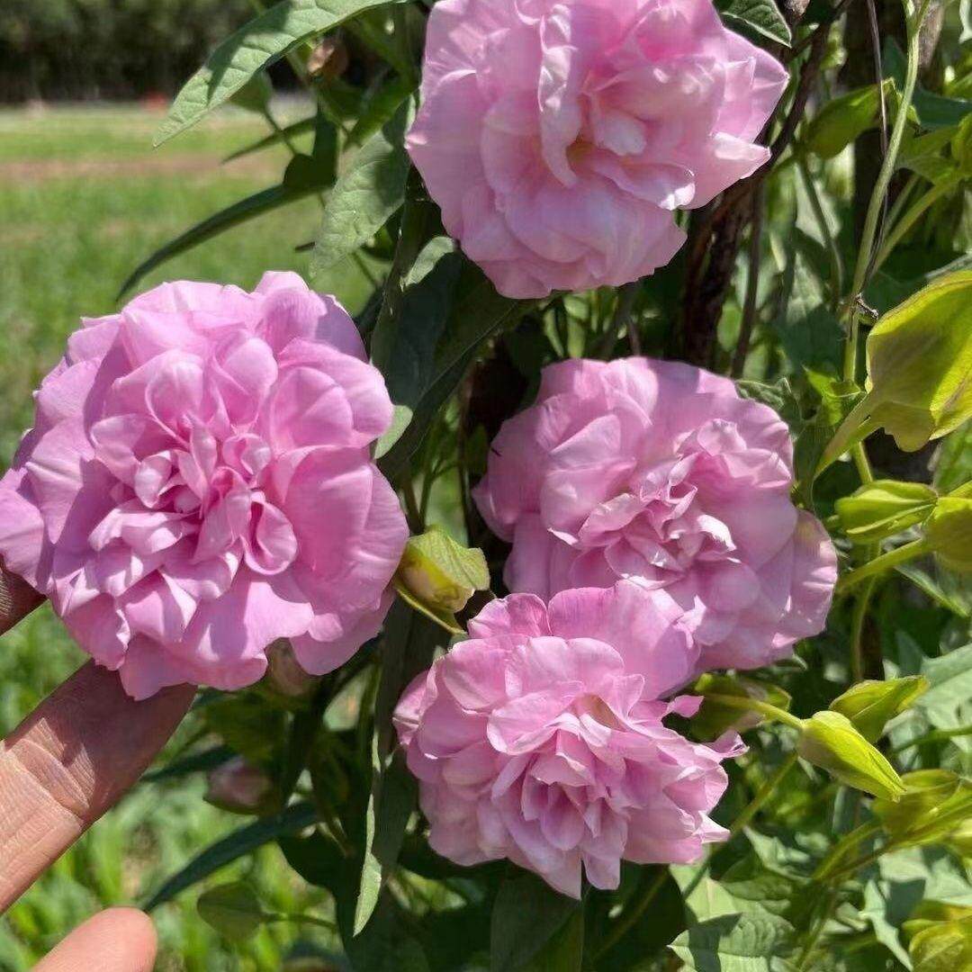 【下单立减50】缠枝牡丹花根带芽种根重瓣花苗耐寒热多年生阳台WZ