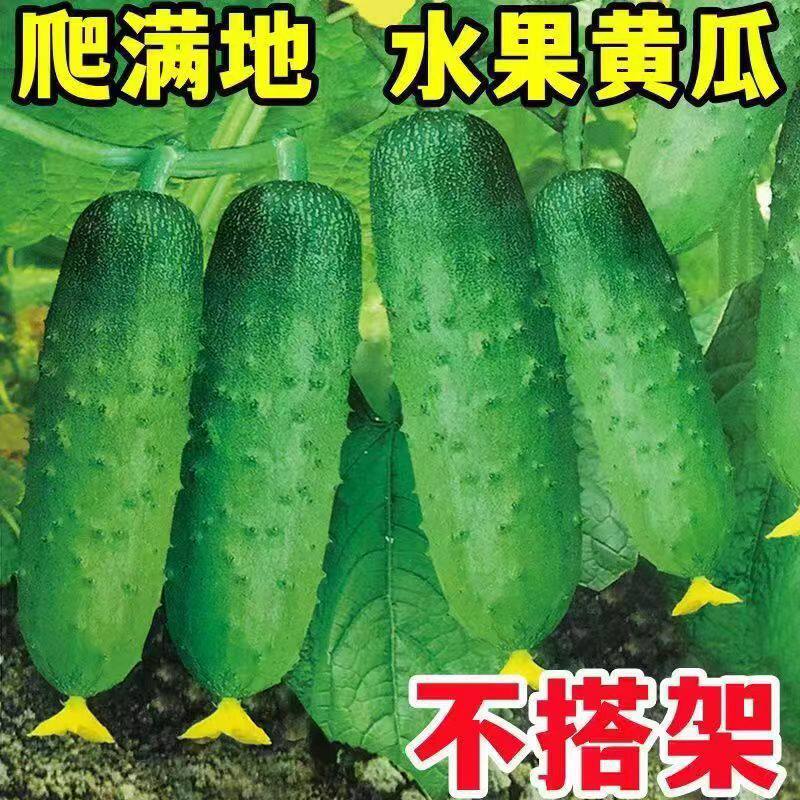 【下单立减50】懒人地爬瓜种子春秋免搭架懒人易种水果黄瓜耐旱ZP