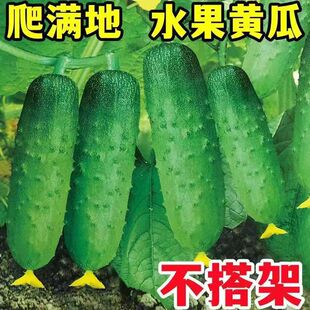 【下单立减50】懒人地爬瓜种子春秋免搭架懒人易种水果黄瓜耐旱ZP