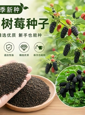 【下单立减50】黑树莓种子家庭阳台小院盆栽地栽四季种植WZ