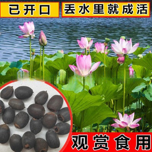 【下单立减50】四季开花荷花种子水培植物花卉室内客厅水养WZ