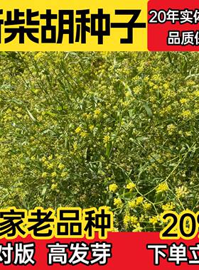 小柴胡种子四季阳台盆栽