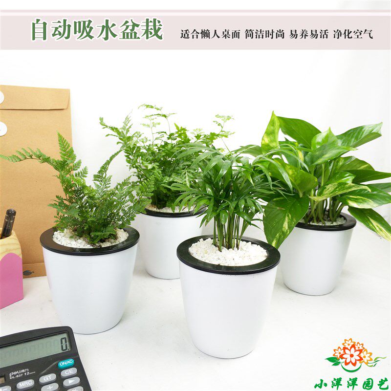 观叶盆栽栀子花含羞草碰碰香懒人盆 自动吸水绿萝发财树吊兰办公