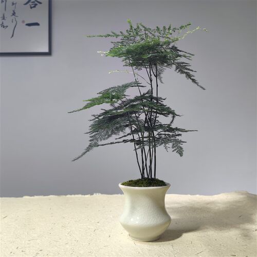 文竹迷你盆栽室内茶宠桌上绿植中式禅意办公茶室摆件云竹微型盆景