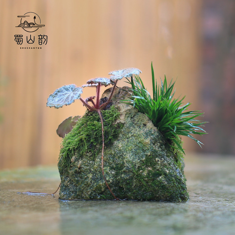 附石菖蒲小盆栽吸水石办公室蕨类绿植苔藓微景观山水盆景水培植物