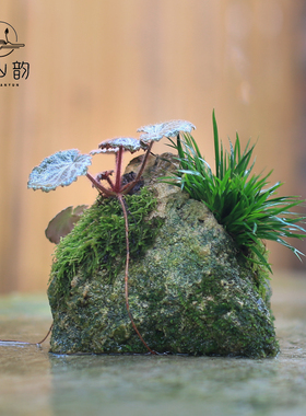 附石菖蒲小盆栽吸水石办公室蕨类绿植苔藓微景观山水盆景水培植物